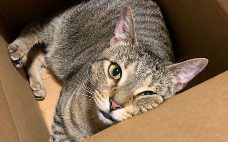 I'm going to share the pros and cons of owning a cat to help you decide if owning a cat is the right decision for your household.