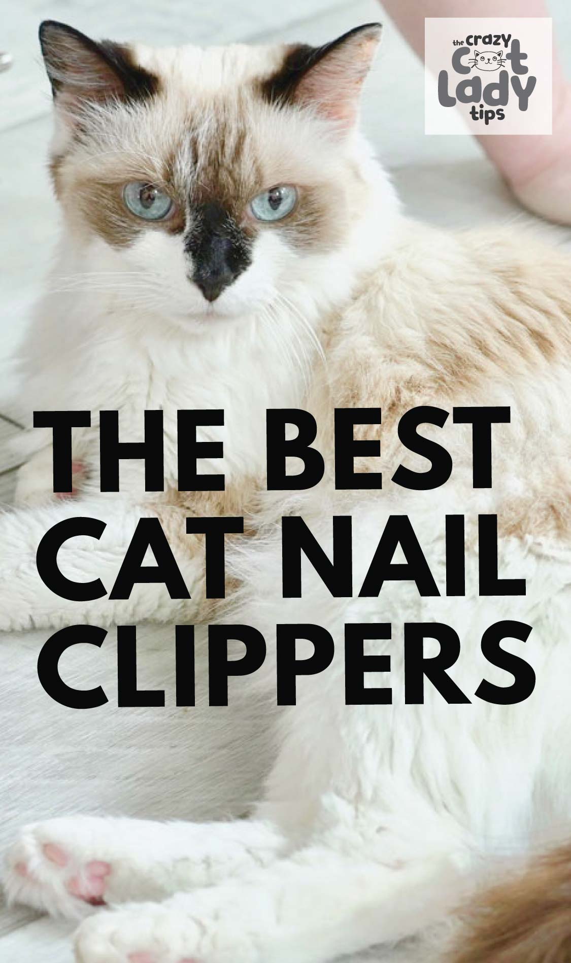 Best Cat Nail Clippers The Crazy Cat Lady Tips