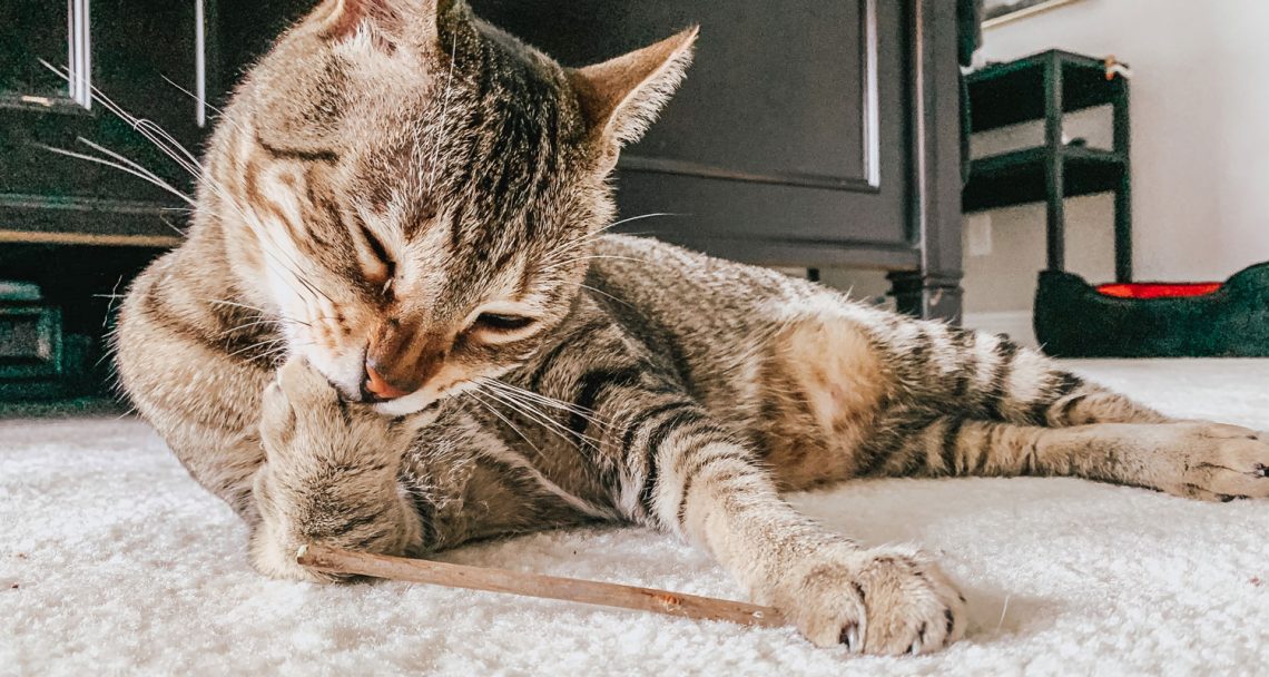 Silvervine Sticks for Cats the Ultimate Cat Chew Toy The Crazy Cat