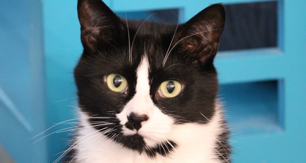 Cat Treats for Cats with Kidney Disease The Crazy Cat Lady Tips