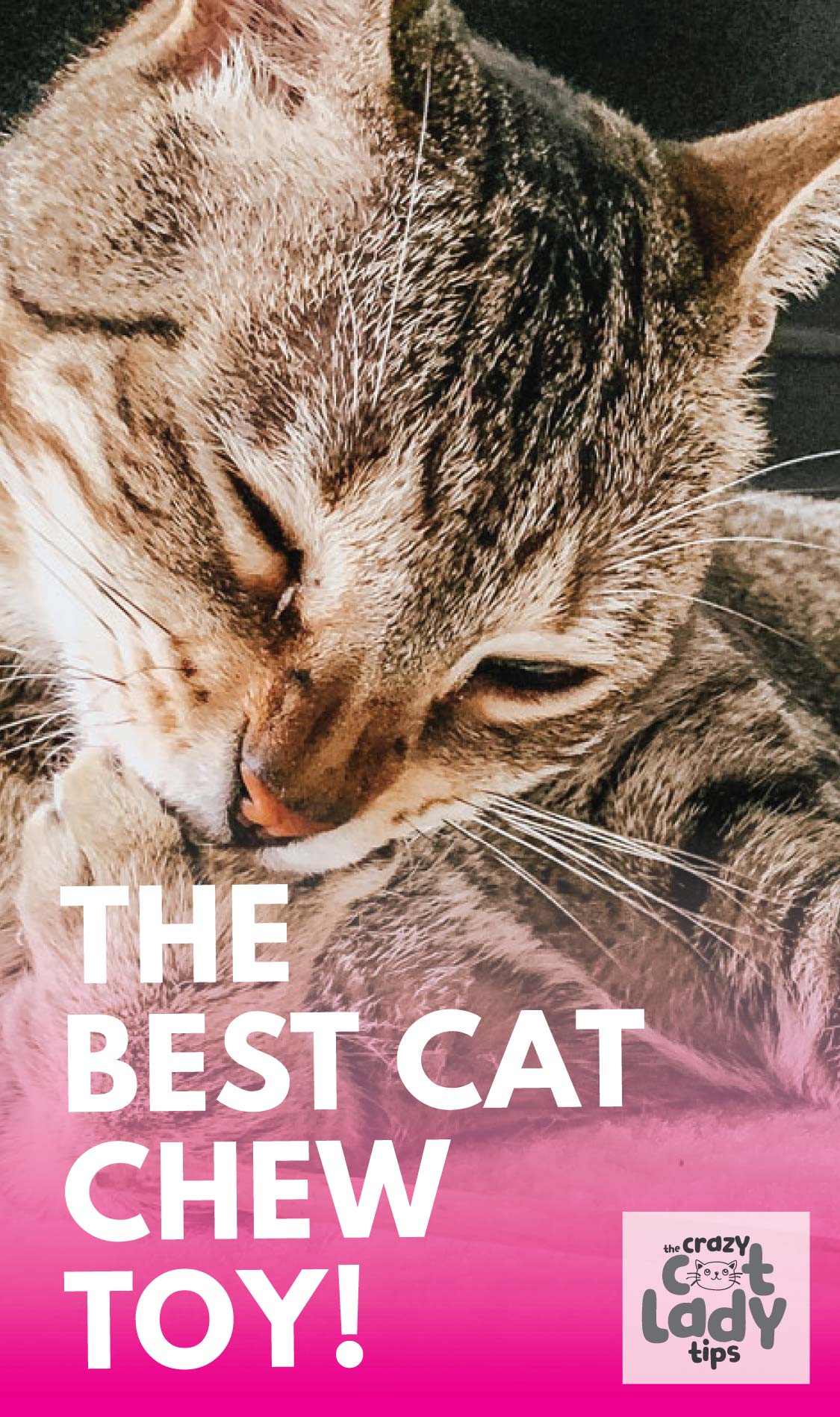 Silvervine Sticks for Cats the Ultimate Cat Chew Toy The Crazy Cat