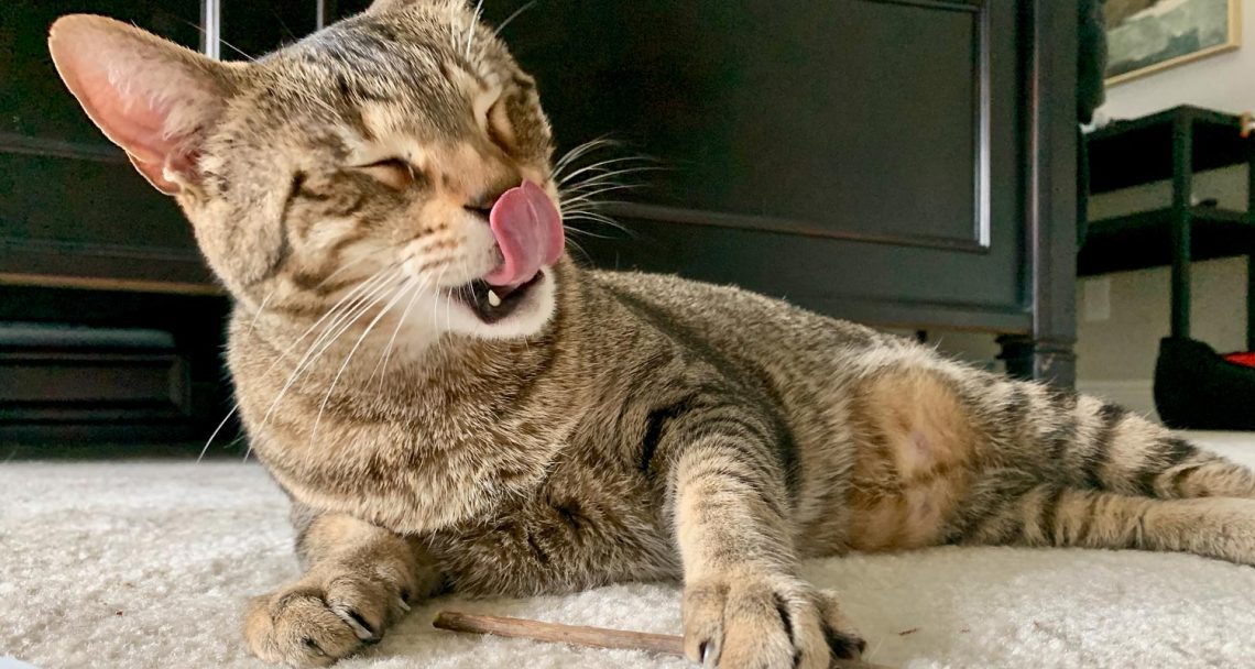 The Top Cat Kidney Disease Supplements The Crazy Cat Lady Tips