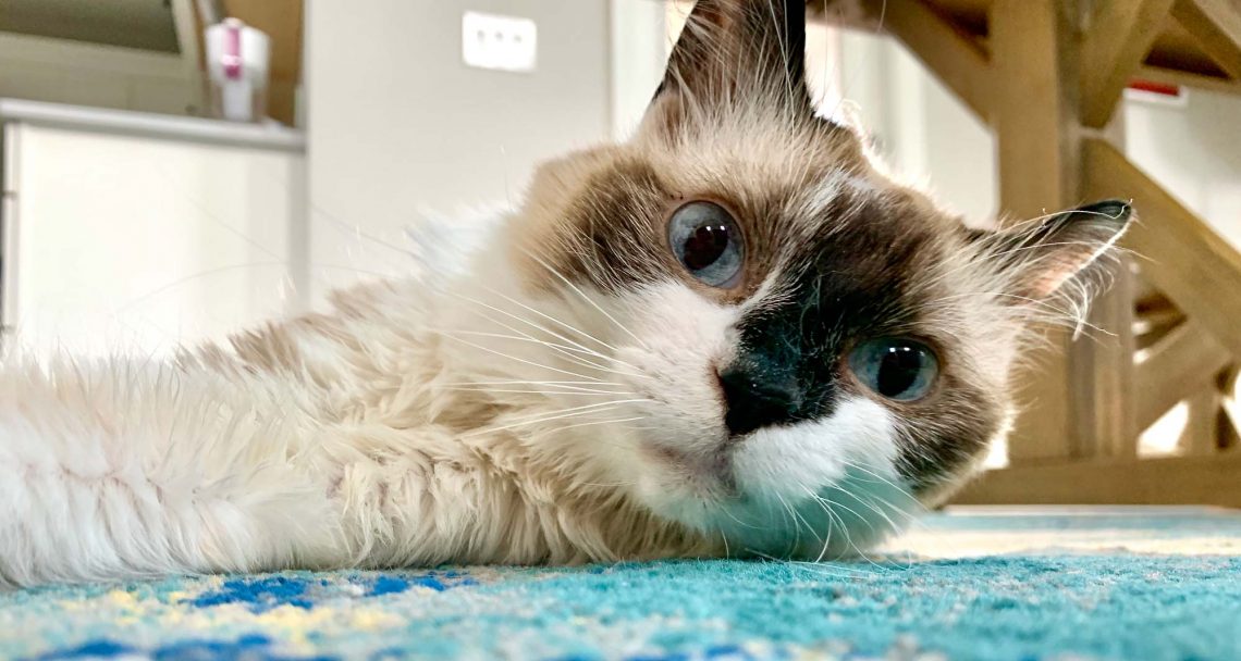 is-fancy-feast-good-for-cats-with-kidney-disease-the-crazy-cat-lady-tips