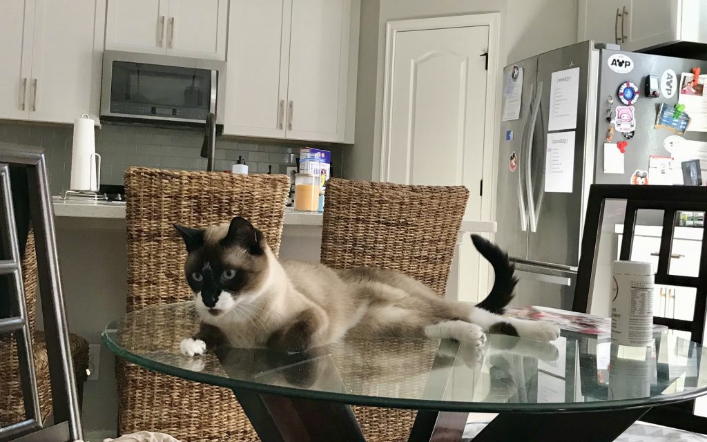 How to Keep Your Cat Off the Kitchen Counter The Crazy Cat Lady Tips